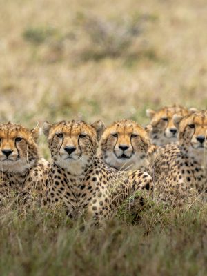 broderie diamant Un groupe de guépards couchés dans l'herbe