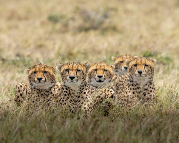 broderie diamant Un groupe de guépards couchés dans l'herbe
