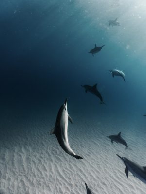 broderie diamant Un groupe de dauphins nageant dans l'eau