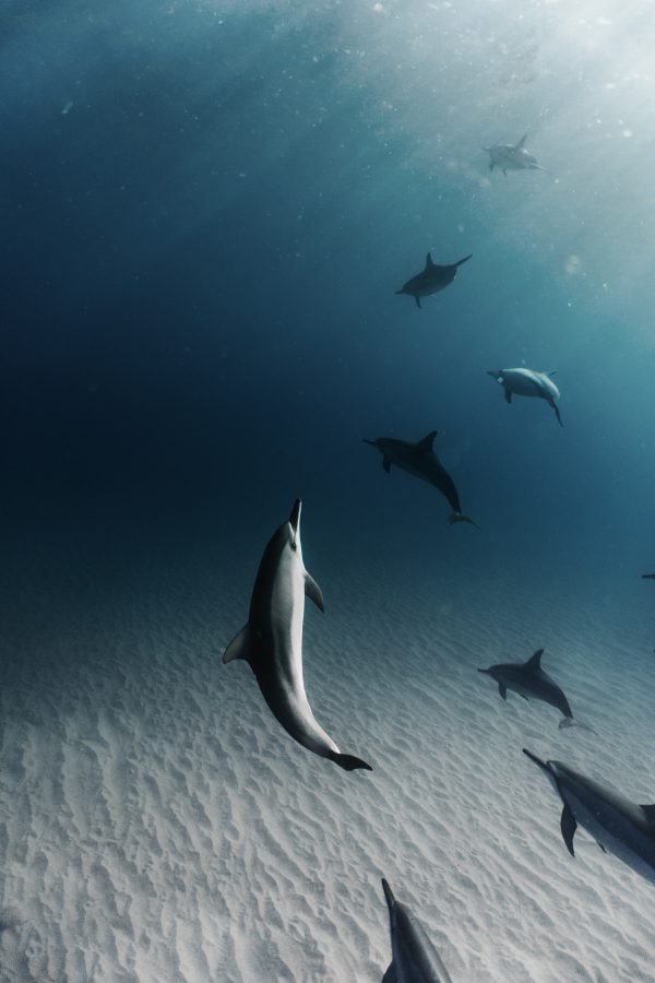 broderie diamant Un groupe de dauphins nageant dans l'eau