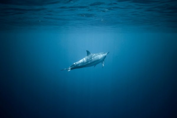 broderie diamant Un dauphin nageant dans l'eau
