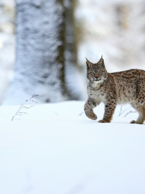 broderie diamant Un lynx roux marchant dans la neige