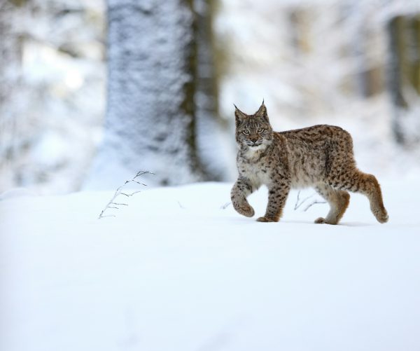 broderie diamant Un lynx roux marchant dans la neige