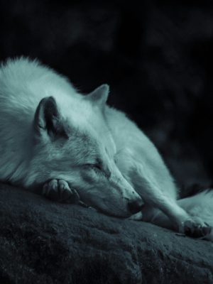 broderie diamant Un loup blanc couché sur un rocher
