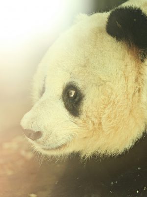 broderie diamant Un panda à la fourrure noire et blanche