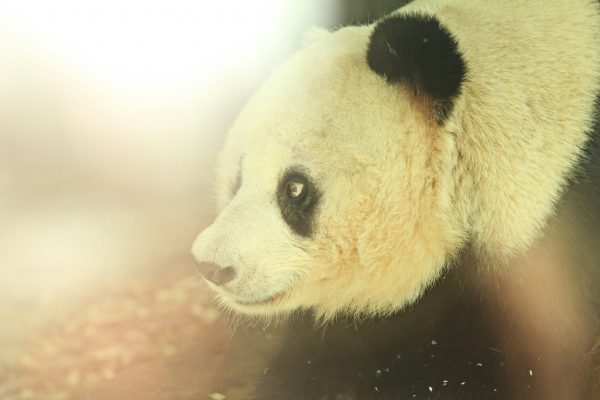 broderie diamant Un panda à la fourrure noire et blanche