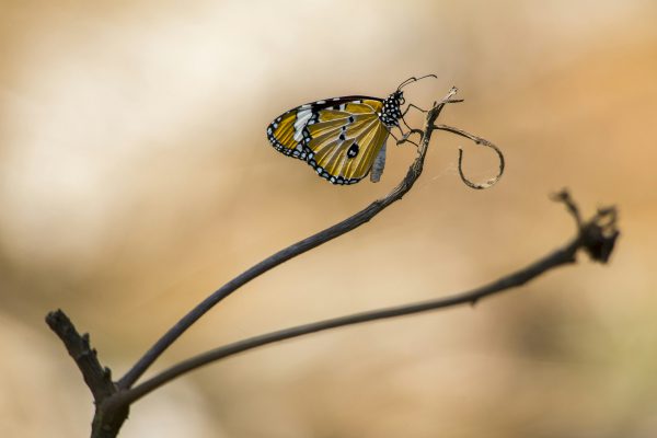 broderie diamant Un papillon sur une branche