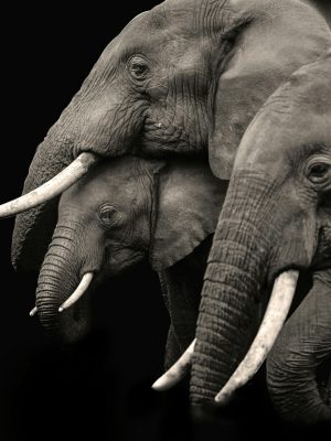 broderie diamant Un groupe d'éléphants avec des défenses