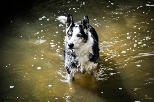 broderie diamant Un chien debout dans l'eau