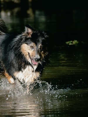 broderie diamant Un chien courant dans l'eau