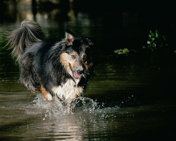 broderie diamant Un chien courant dans l'eau