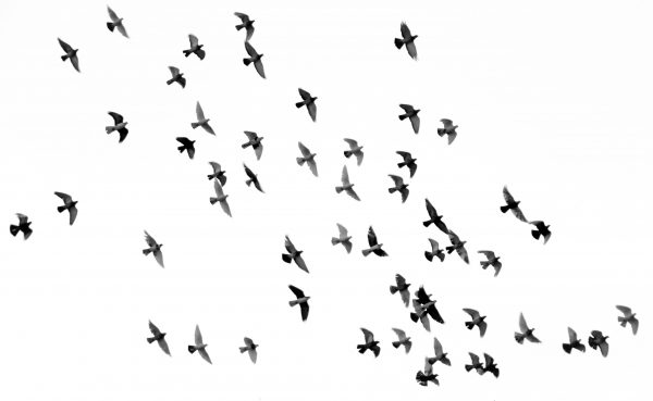 broderie diamant Une volée d'oiseaux volant dans le ciel