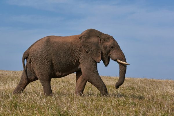 broderie diamant Un éléphant marchant dans un champ