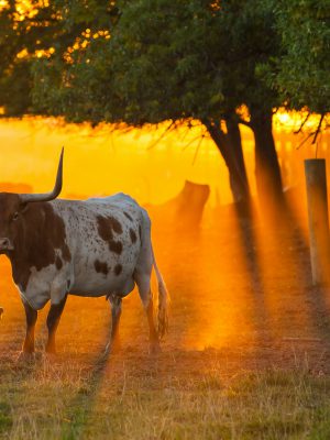 broderie diamant Une vache dans un champ avec des arbres et un coucher de soleil