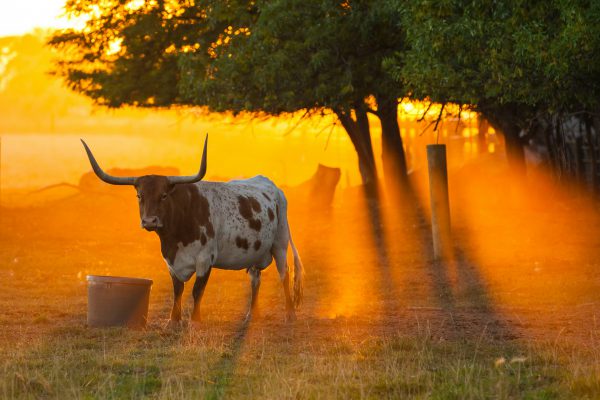 broderie diamant Une vache dans un champ avec des arbres et un coucher de soleil