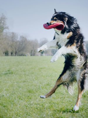 broderie diamant Un chien qui saute en l'air avec un frisbee dans la gueule