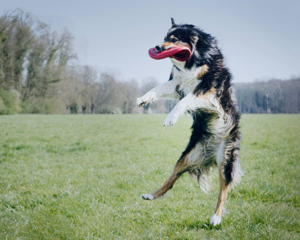 broderie diamant Un chien qui saute en l'air avec un frisbee dans la gueule