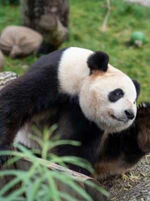 broderie diamant Un panda sur un tronc d'arbre
